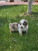 Rango, a male Australian Shepherd for sale in Trinidad, CO – 3 of 3