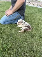 Denali, a male Australian Shepherd for sale in Trinidad, CO – 8 of 8
