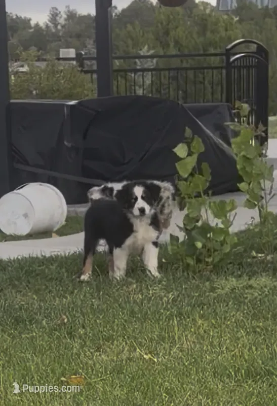 Zoey – Australian Shepherd puppy for sale in Trinidad, CO