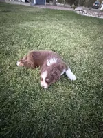 Mocha, a female Australian Shepherd for sale in Trinidad, CO – 5 of 5