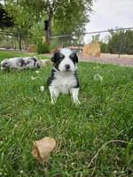 Zoey, a female Australian Shepherd for sale in Trinidad, CO – 2 of 6