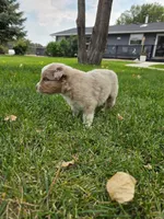 Dixie, a female Australian Shepherd for sale in Trinidad, CO – 3 of 3