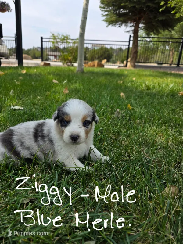 Ziggy – Australian Shepherd puppy on hold in Trinidad, CO