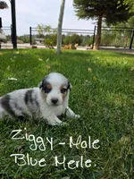 Ziggy, a male Australian Shepherd for sale in Trinidad, CO – 1 of 4