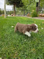  Bruno, a male Australian Shepherd for sale in Trinidad, CO – 2 of 3