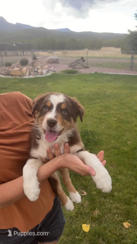 Mocha – Australian Shepherd puppy for sale in Trinidad, CO