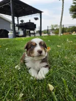 Mocha, a female Australian Shepherd for sale in Trinidad, CO – 2 of 5