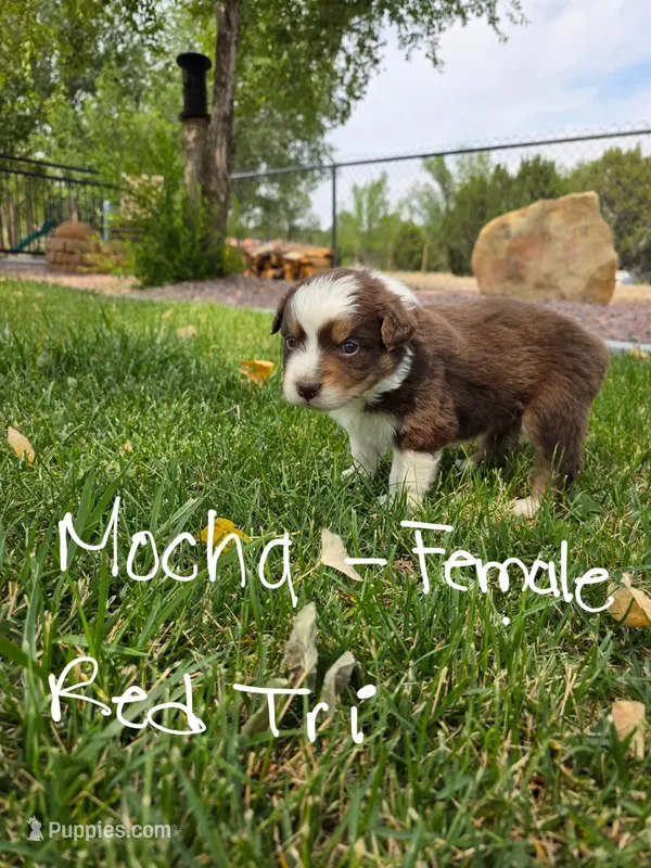 Mocha – Australian Shepherd puppy for sale in Trinidad, CO