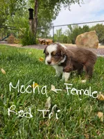 Mocha, a female Australian Shepherd for sale in Trinidad, CO – 1 of 5