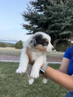 Ziggy, a male Australian Shepherd for sale in Trinidad, CO – 4 of 4