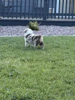 Denali, a male Australian Shepherd for sale in Trinidad, CO – 6 of 8