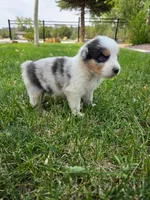 Ziggy, a male Australian Shepherd for sale in Trinidad, CO – 2 of 4