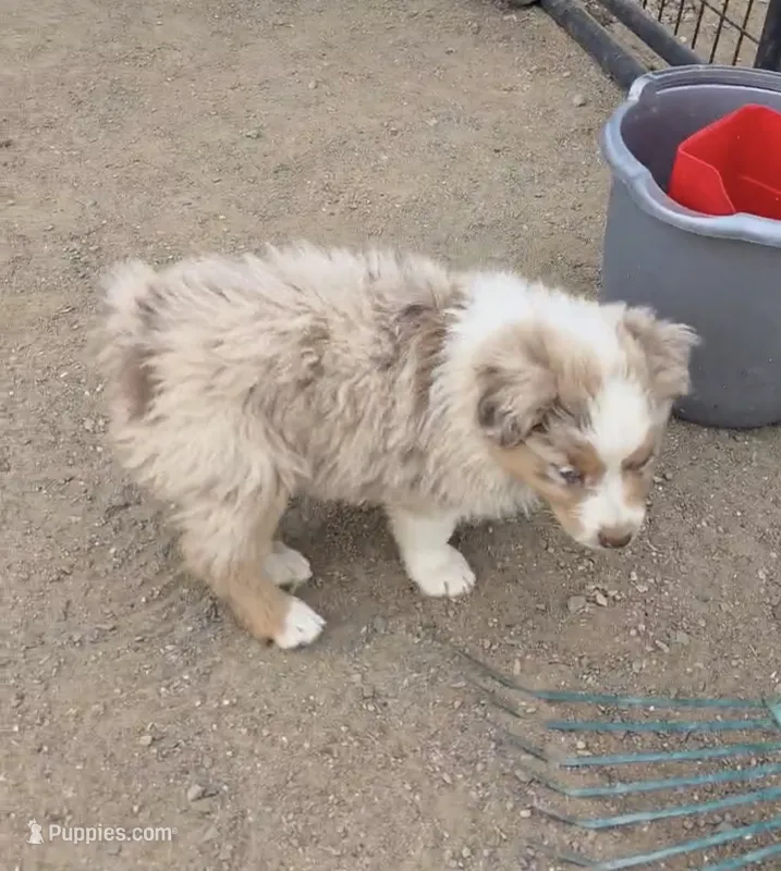 Dixie – Australian Shepherd puppy for sale in Trinidad, CO