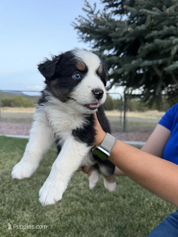 Zoey – Australian Shepherd puppy for sale in Trinidad, CO