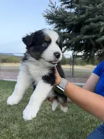 Zoey, a female Australian Shepherd for sale in Trinidad, CO – 5 of 6