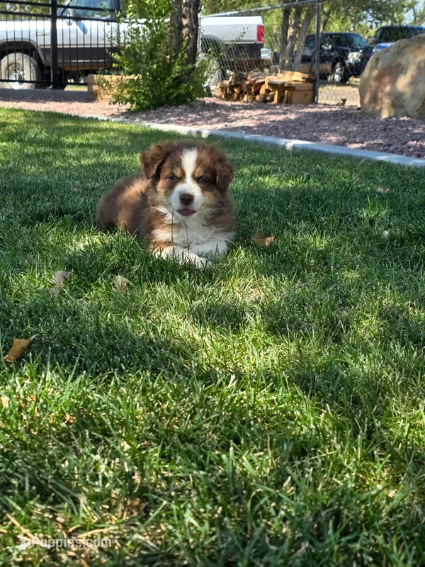  Bruno – Australian Shepherd puppy for sale in Trinidad, CO
