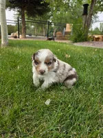 Denali, a male Australian Shepherd for sale in Trinidad, CO – 2 of 8