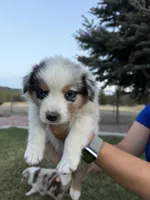 Ziggy, a male Australian Shepherd for sale in Trinidad, CO – 3 of 4