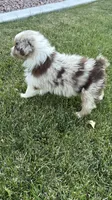 Denali, a male Australian Shepherd for sale in Trinidad, CO – 7 of 8