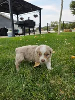 Dixie, a female Australian Shepherd for sale in Trinidad, CO – 2 of 3