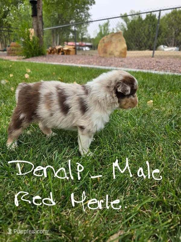 Denali – Australian Shepherd puppy on hold in Trinidad, CO