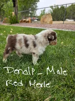Denali, a male Australian Shepherd for sale in Trinidad, CO – 1 of 8