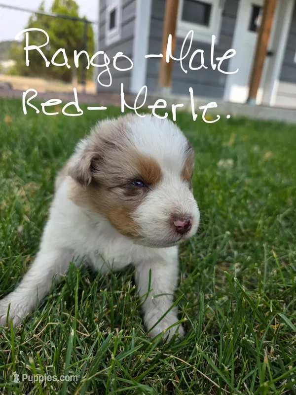 Rango – Australian Shepherd puppy for sale in Trinidad, CO