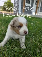 Rango, a male Australian Shepherd for sale in Trinidad, CO – 1 of 3
