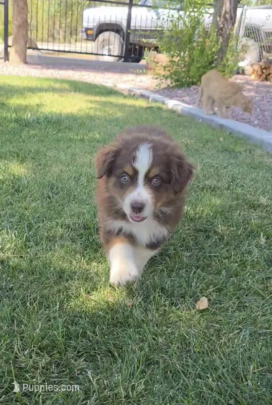 Cooper – Australian Shepherd puppy for sale in Trinidad, CO