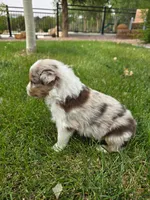 Denali, a male Australian Shepherd for sale in Trinidad, CO – 3 of 8
