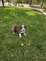 Cooper, a male Australian Shepherd for sale in Trinidad, CO – 4 of 4