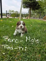  Bruno, a male Australian Shepherd for sale in Trinidad, CO – 1 of 3