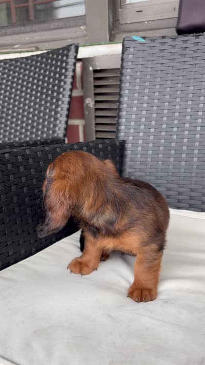 Milo, a male Miniature Dachshund for sale in Corona, NY – 7 of 7