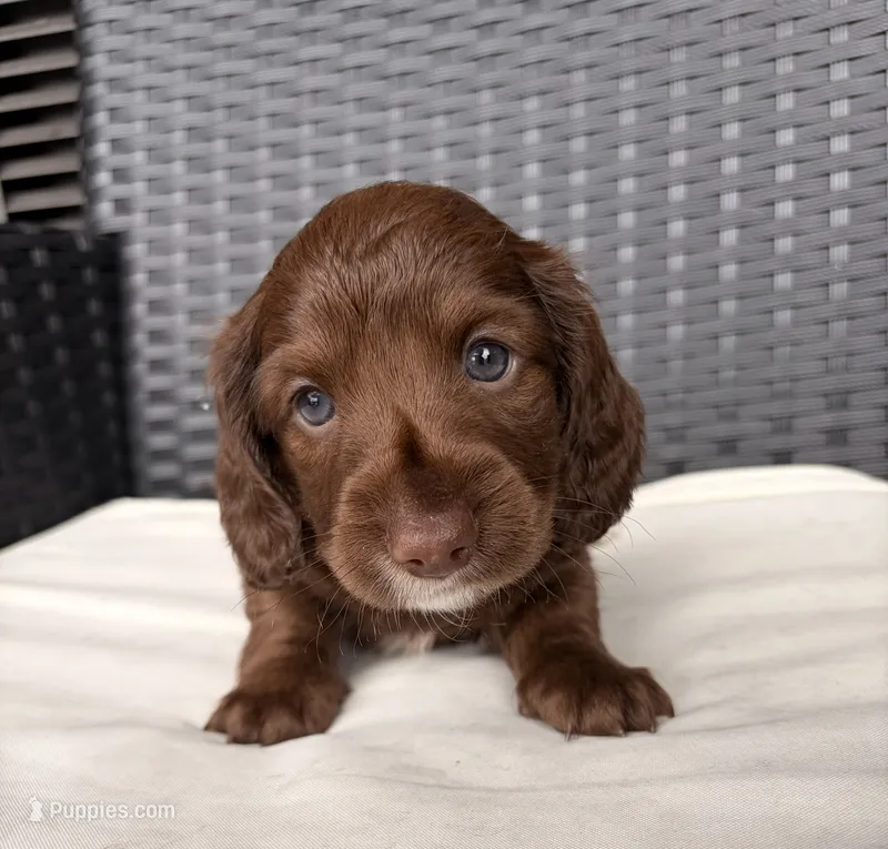 Mia – Miniature Dachshund puppy for sale in Corona, NY