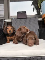 Milo, a male Miniature Dachshund for sale in Corona, NY – 6 of 7