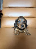 Milo, a male Miniature Dachshund for sale in Corona, NY – 2 of 7
