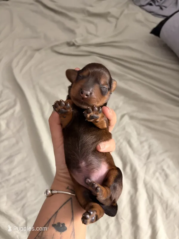Milo – Miniature Dachshund puppy for sale in Corona, NY