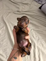 Milo, a male Miniature Dachshund for sale in Corona, NY – 3 of 7