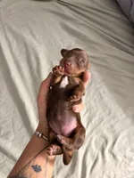 Mora , a female Miniature Dachshund for sale in Corona, NY – 1 of 2