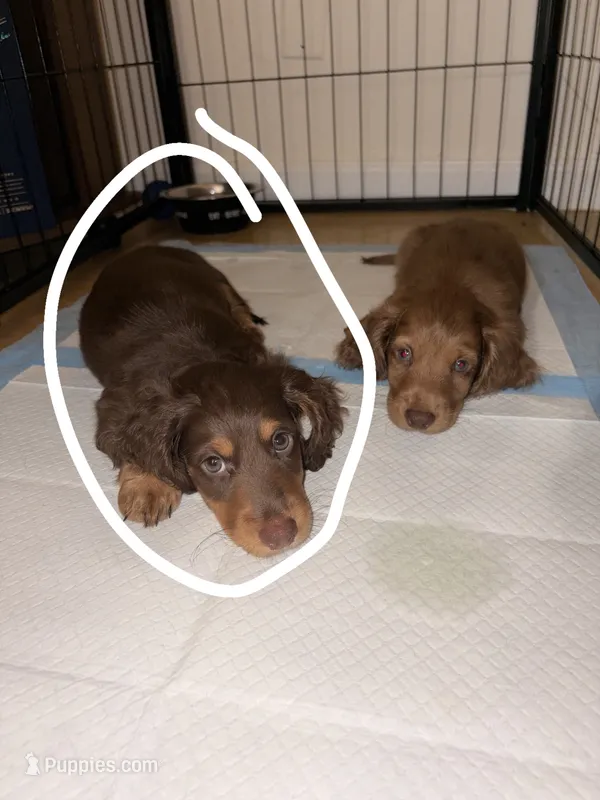 Mora – Miniature Dachshund puppy for sale in Corona, NY