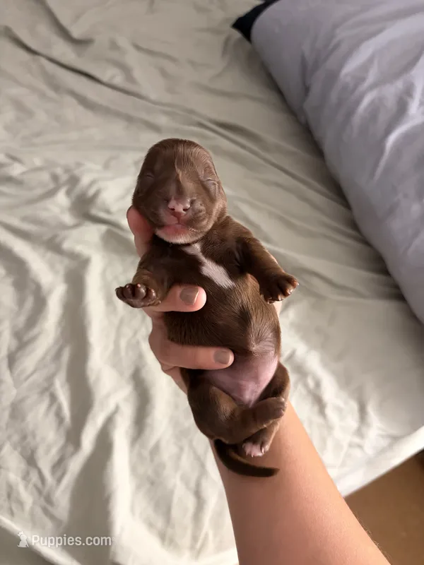 Mia – Miniature Dachshund puppy for sale in Corona, NY