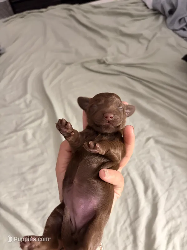Moca  – Miniature Dachshund puppy for sale in Corona, NY