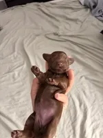 Moca , a female Miniature Dachshund for sale in Corona, NY – 1 of 1