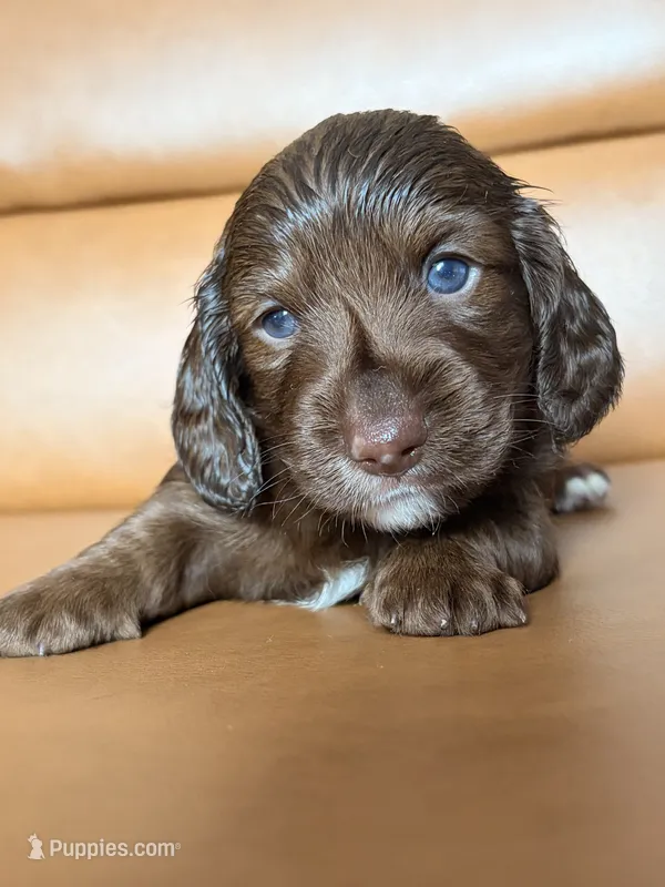 Mia – Miniature Dachshund puppy for sale in Corona, NY