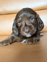 Mia, a female Miniature Dachshund for sale in Corona, NY – 2 of 5