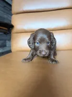 Moca , a female Miniature Dachshund for sale in Corona, NY – 3 of 4