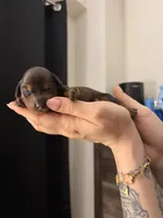 Milo, a male Miniature Dachshund for sale in Corona, NY – 5 of 7