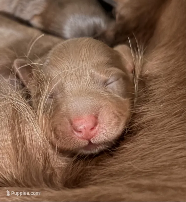 Mora  – Miniature Dachshund puppy for sale in Corona, NY