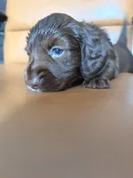 Mia, a female Miniature Dachshund for sale in Corona, NY – 3 of 5