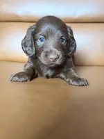 Moca , a female Miniature Dachshund for sale in Corona, NY – 1 of 4